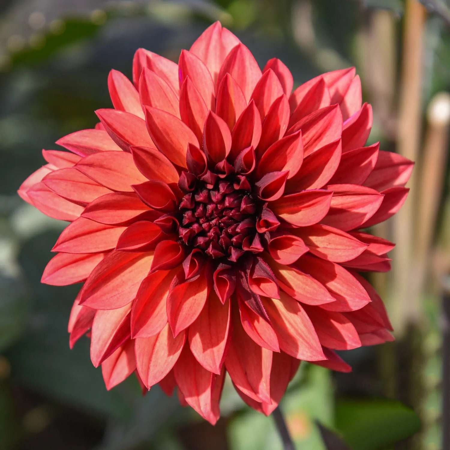 Dahlia 'Danique'